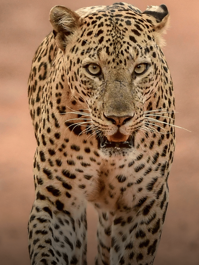 Bangalore Opens India’s Largest Leopard Safari at Bannerghatta Biological Park